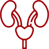ikona urologii symbolizująca układ moczowy